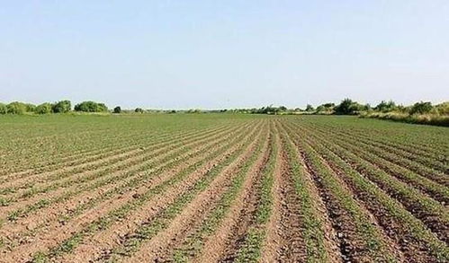影响麦茬大豆产量的因素有哪些 该如何做好防护措施